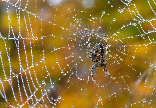 web-Fall-Spider01